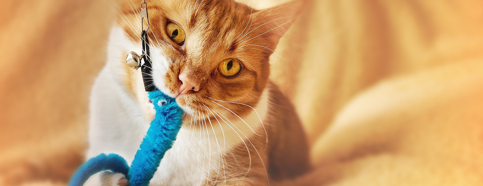 Forniture Per Gatti -Forniture Per Gatti cat 4994140 1920