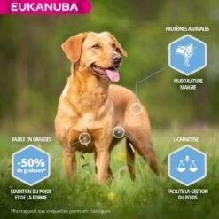 Eukanuba Cane Daily Care Adult Overweight Taglia Piccola & Media Al Pollo 12 Kg -Forniture Per Gatti eukanuba daily care weight control small medium breed