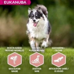Eukanuba Mature & Senior Agnello 2.5 Kg -Forniture Per Gatti eukanuba chien senior grande race agneau riz 5
