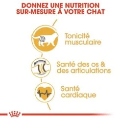 Royal Canin British Shorthair Per Gatto Adulto 4 Kg 14 Royal Canin British Shorthair Per Gatto Adulto 4 Kg -Forniture Per Gatti royal canin british shorthair adult 4 kg 4