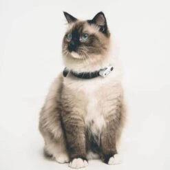 Tickless Mini Cat Bianco Ricaricabile 7 Tickless Mini Cat Bianco Ricaricabile -Forniture Per Gatti tickless mini cat blanc rechargeable3