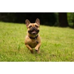 Tickless Pet Nero A Pile -Forniture Per Gatti tickless pet noir pile3