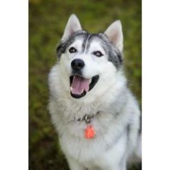 Tickless Pet Arancione A Pile -Forniture Per Gatti tickless pet orange pile3 1