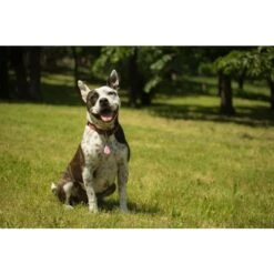 Tickless Pet Rosa A Pile 7 Tickless Pet Rosa A Pile -Forniture Per Gatti tickless pet rose pile3