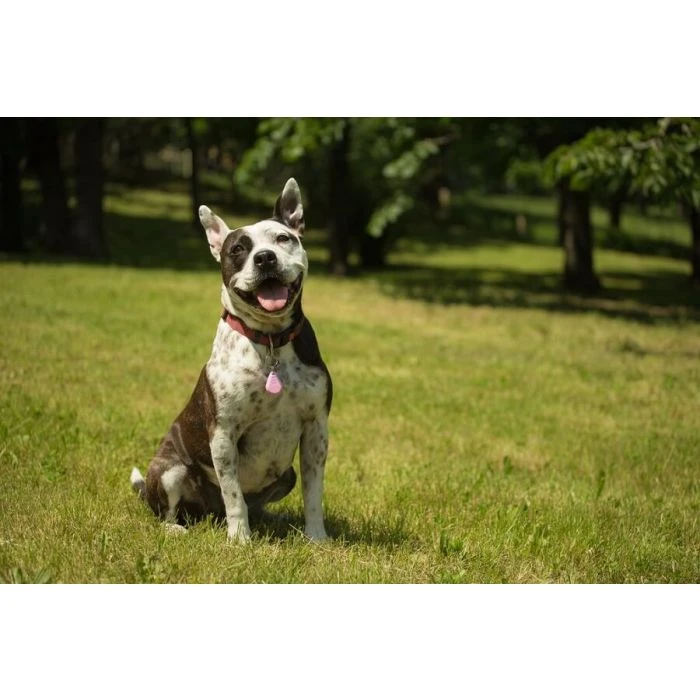 Tickless Pet Rosa A Pile 5 Tickless Pet Rosa A Pile - immagine 3